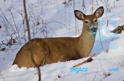 Beautiful Isolated Image Of A Wild Deer In The Forest On The Snow Stock Photo