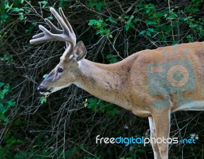 Beautiful Isolated Image Of A Wild Male Deer With The Horns Stock Photo