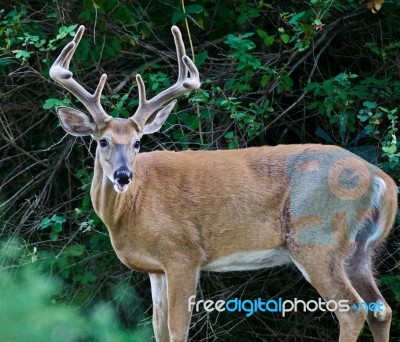 Beautiful Isolated Image Of A Wild Male Deer With The Horns Stock Photo