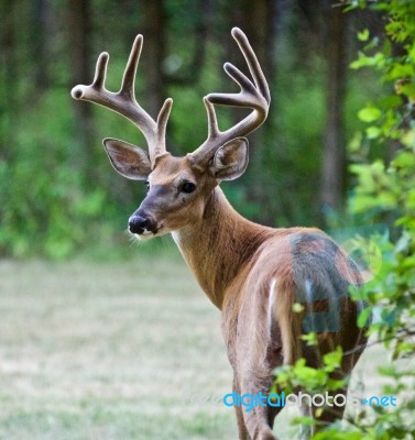 Beautiful Isolated Image Of A Wild Male Deer With The Horns Looking Back Stock Photo