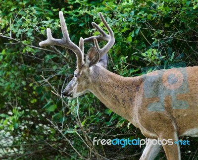 Beautiful Isolated Image Of A Wild Male Deer With The Horns Near The Green Bush Stock Photo