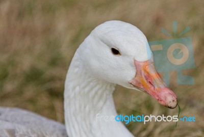 Beautiful Isolated Image Of A Wild Snow Goose Stock Photo