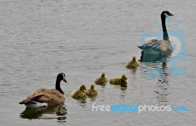 Beautiful Isolated Image Of A Young Family Of Canada Geese Swimming Stock Photo