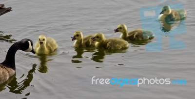 Beautiful Isolated Image Of A Young Family Of Canada Geese Swimming Stock Photo