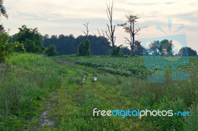 Beautiful Isolated Image Of An Amazing Old Trees Stock Photo