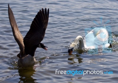 Beautiful Isolated Image Of The Canada Goose Running Away From The Angry Swan Stock Photo