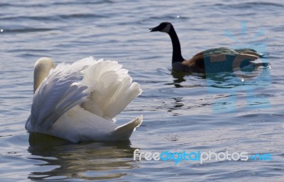 Beautiful Isolated Image Of The Contest Between The Swan And The Canada Goose Stock Photo