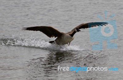 Beautiful Isolated Image Of The Landing Canada Goose Stock Photo