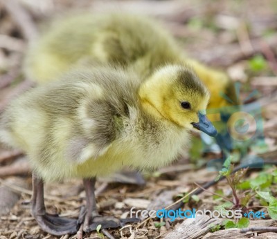 Beautiful Isolated Image Of Two Cute Funny Chicks Of Canada Geese Stock Photo