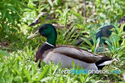 Beautiful Isolated Image Of Two Mallards Standing Stock Photo