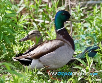 Beautiful Isolated Image Of Two Mallards Standing Stock Photo