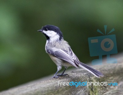 Beautiful Isolated Image With A Black-capped Chickadee Bird Stock Photo