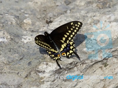 Beautiful Isolated Image With A Butterfly On The Rock Stock Photo