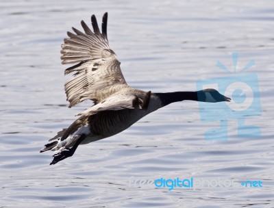 Beautiful Isolated Image With A Canada Goose Taking Off From The Water Stock Photo