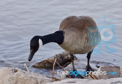 Beautiful Isolated Image With A Cute Canada Goose On The Shore Stock Photo