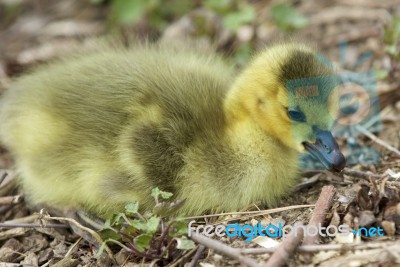 Beautiful Isolated Image With A Cute Chick Of Canada Geese Stock Photo