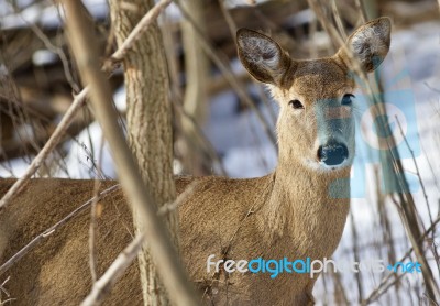 Beautiful Isolated Image With A Cute Wild Deer In The Snowy Forest Stock Photo