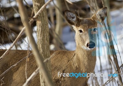 Beautiful Isolated Image With A Cute Wild Deer In The Snowy Forest Stock Photo