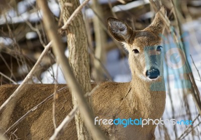 Beautiful Isolated Image With A Cute Wild Deer In The Snowy Forest Stock Photo