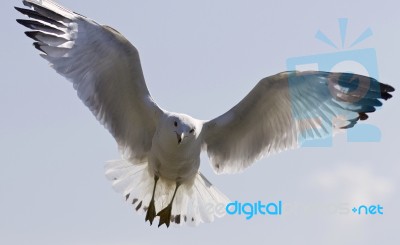 Beautiful Isolated Image With A Flying Gull Stock Photo