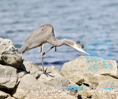 Beautiful Isolated Image With A Funny Great Heron Cleaning His Feathers On A Rock Shore Stock Photo