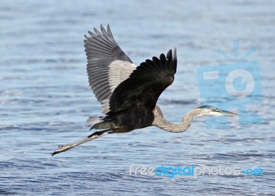 Beautiful Isolated Image With A Funny Great Heron Flying Near The Water Stock Photo