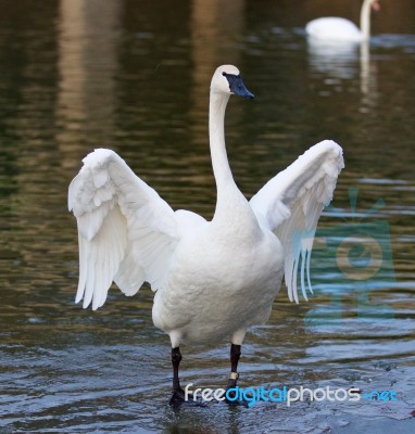 Beautiful Isolated Image With A Funny Swan Standing On The Ice Stock Photo