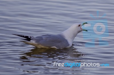 Beautiful Isolated Image With A Gull Screaming Stock Photo