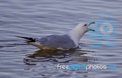 Beautiful Isolated Image With A Gull Screaming In The Lake Stock Photo