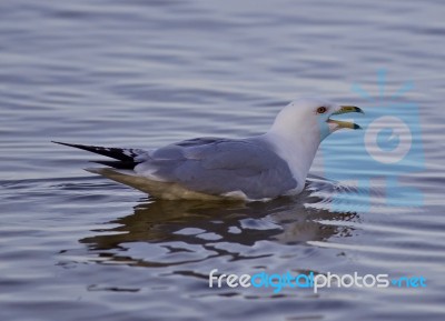 Beautiful Isolated Image With A Gull Swimming In The Lake Stock Photo