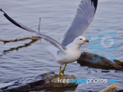 Beautiful Isolated Image With A Gull Taking Off From The Shore Stock Photo