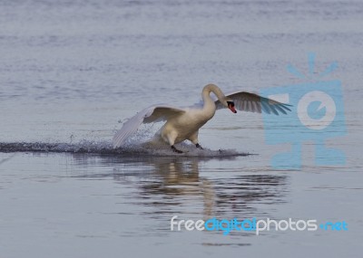 Beautiful Isolated Image With A Powerful Swan's Landing Stock Photo