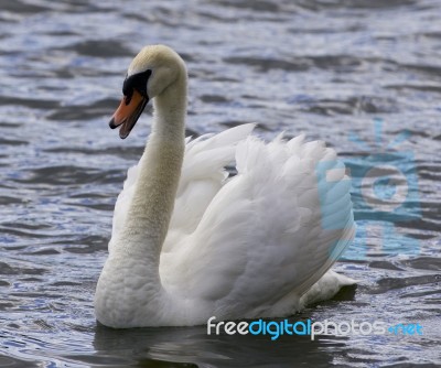 Beautiful Isolated Image With A Screaming Swan Stock Photo