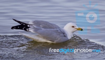 Beautiful Isolated Image With A Swimming Gull Stock Photo