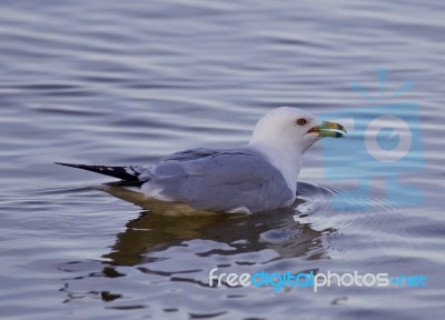 Beautiful Isolated Image With A Swimming Gull Stock Photo