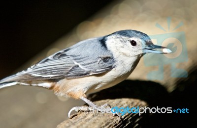 Beautiful Isolated Image With A White-breasted Nuthatch Bird Stock Photo