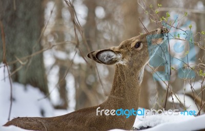 Beautiful Isolated Image With A Wild Deer Eating In The Snowy Forest Stock Photo