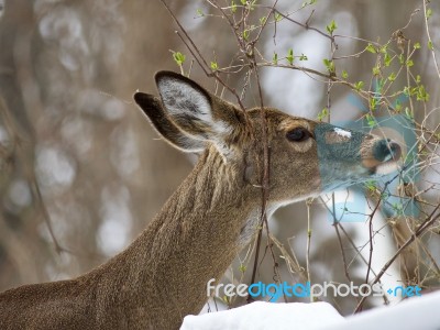 Beautiful Isolated Image With A Wild Deer Eating Leaves In The Snowy Forest Stock Photo