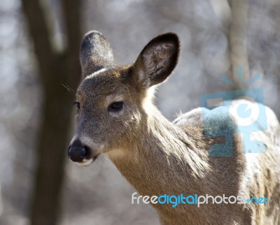 Beautiful Isolated Image With A Wild Deer In The Forest Stock Photo