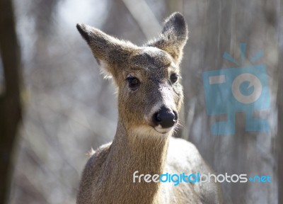 Beautiful Isolated Image With A Wild Deer In The Forest Stock Photo