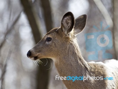 Beautiful Isolated Image With A Wild Deer In The Forest Stock Photo