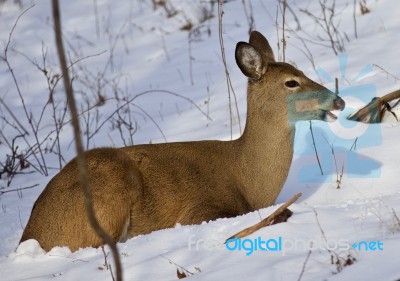 Beautiful Isolated Image With A Wild Deer In The Forest On The Snow Stock Photo