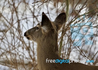 Beautiful Isolated Image With A Wild Deer In The Snowy Forest Stock Photo