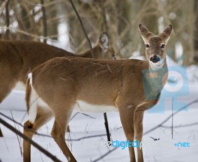 Beautiful Isolated Image With A Wild Deer In The Snowy Forest Stock Photo