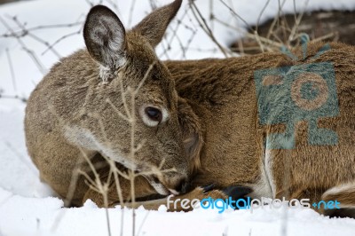 Beautiful Isolated Image With A Wild Deer In The Snowy Forest Stock Photo