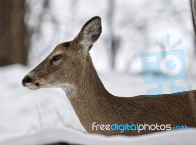 Beautiful Isolated Image With A Wild Deer In The Snowy Forest Stock Photo