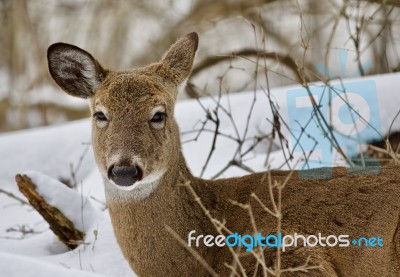 Beautiful Isolated Image With A Wild Deer In The Snowy Forest Stock Photo