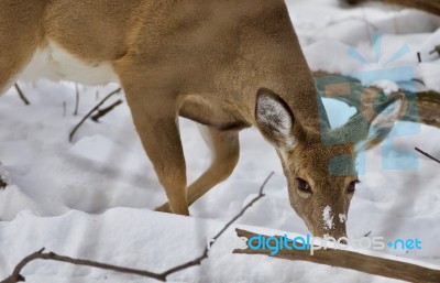 Beautiful Isolated Image With A Wild Deer In The Snowy Forest Stock Photo