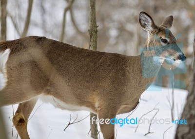 Beautiful Isolated Image With A Wild Deer In The Snowy Forest Stock Photo