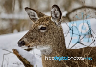 Beautiful Isolated Image With A Wild Deer In The Snowy Forest Stock Photo